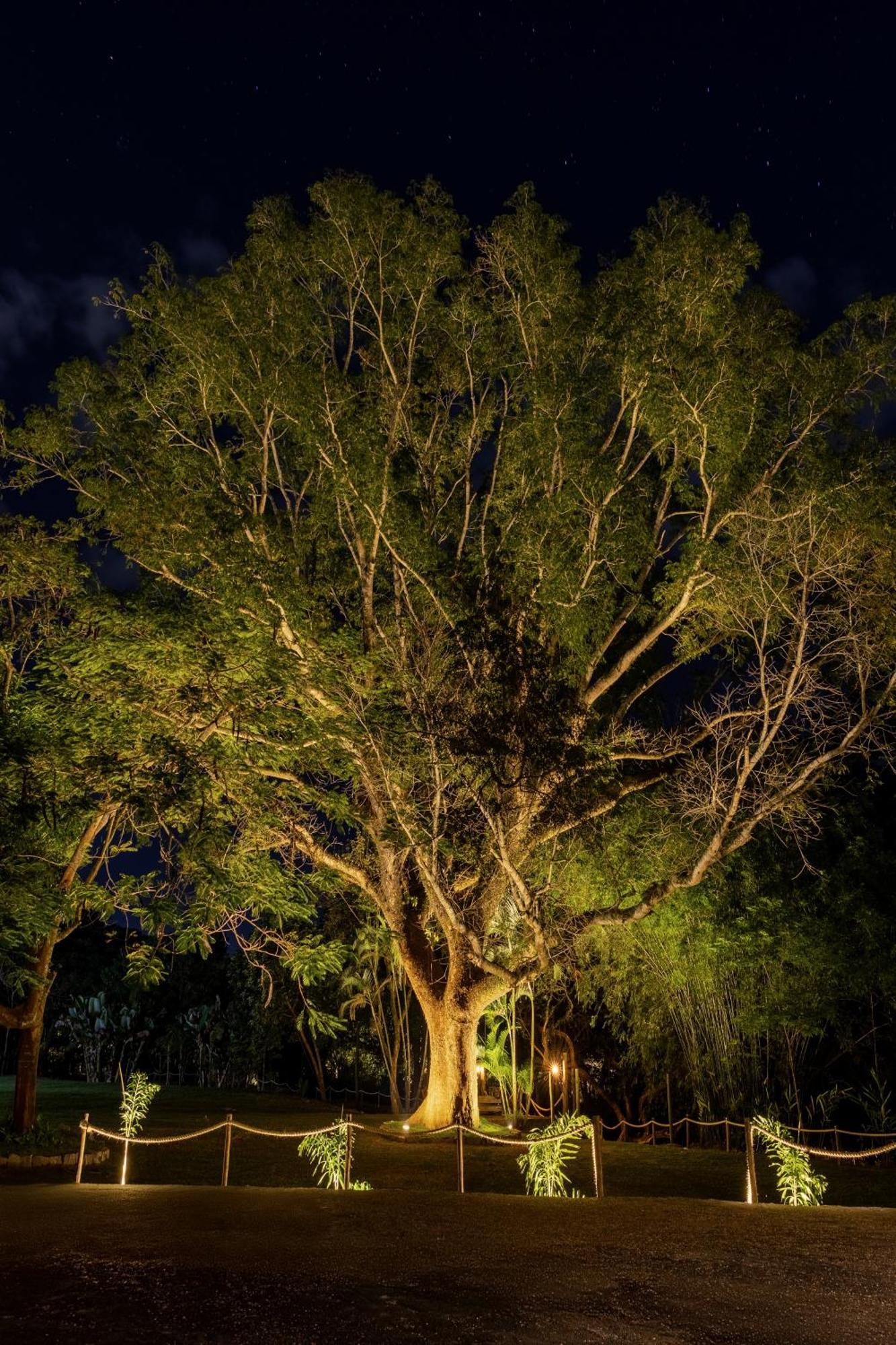 Rainha Da Mata Penedo (Rio de Janeiro)
